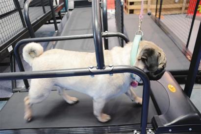 650家展商集聚世博展覽館 數(shù)百只名犬名貓亮相寵物展會