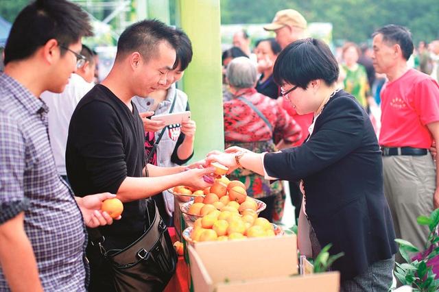 首屆宜昌柑橘博覽會(huì)成功舉辦 十大最美橘園出爐